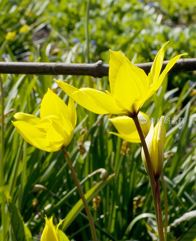 野生郁金香(Tulipa sylvestris)